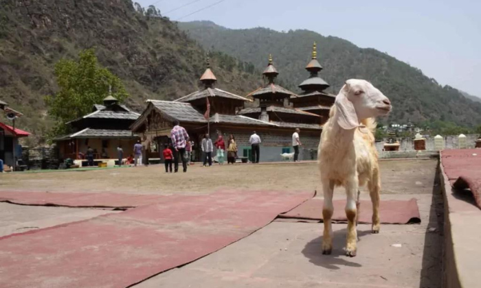 Best Temple OF Dehradun Mahsau Devta