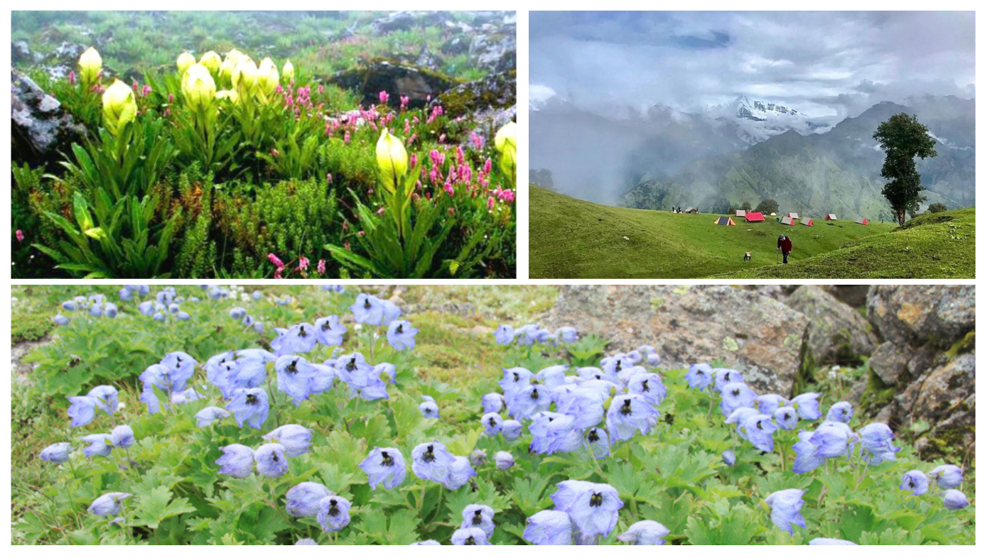 Best Trek Of Uttarakhand Chenap Valley