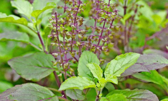 Herbs in Uttarakhand