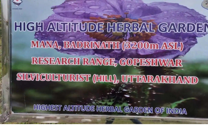 Herbs in Uttarakhand