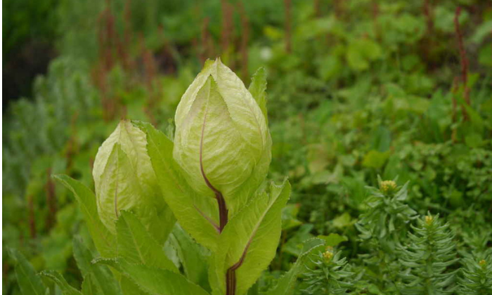 Herbs in Uttarakhand