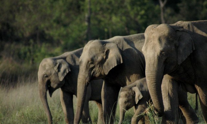 Rajaji National Park